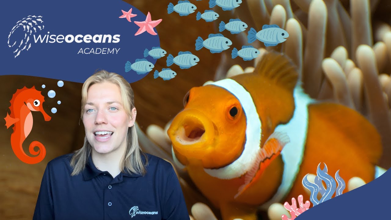 Fish Sea Learning Four Fun Fish - WiseOceans Academy Virtual Marine Education - YouTube