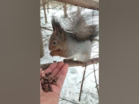 Белка ест кедровые орешки из рук - YouTube