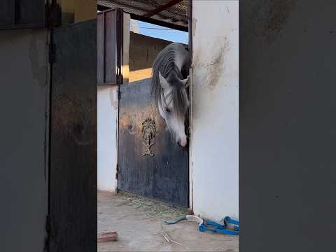  اعي خبره     30