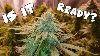 GORILLA GROW SHOW -  BlackJackCBD - Week 8 of Flower