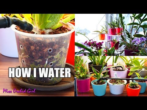 How I Water My 400+ Orchids! - Setup And Technique Explained