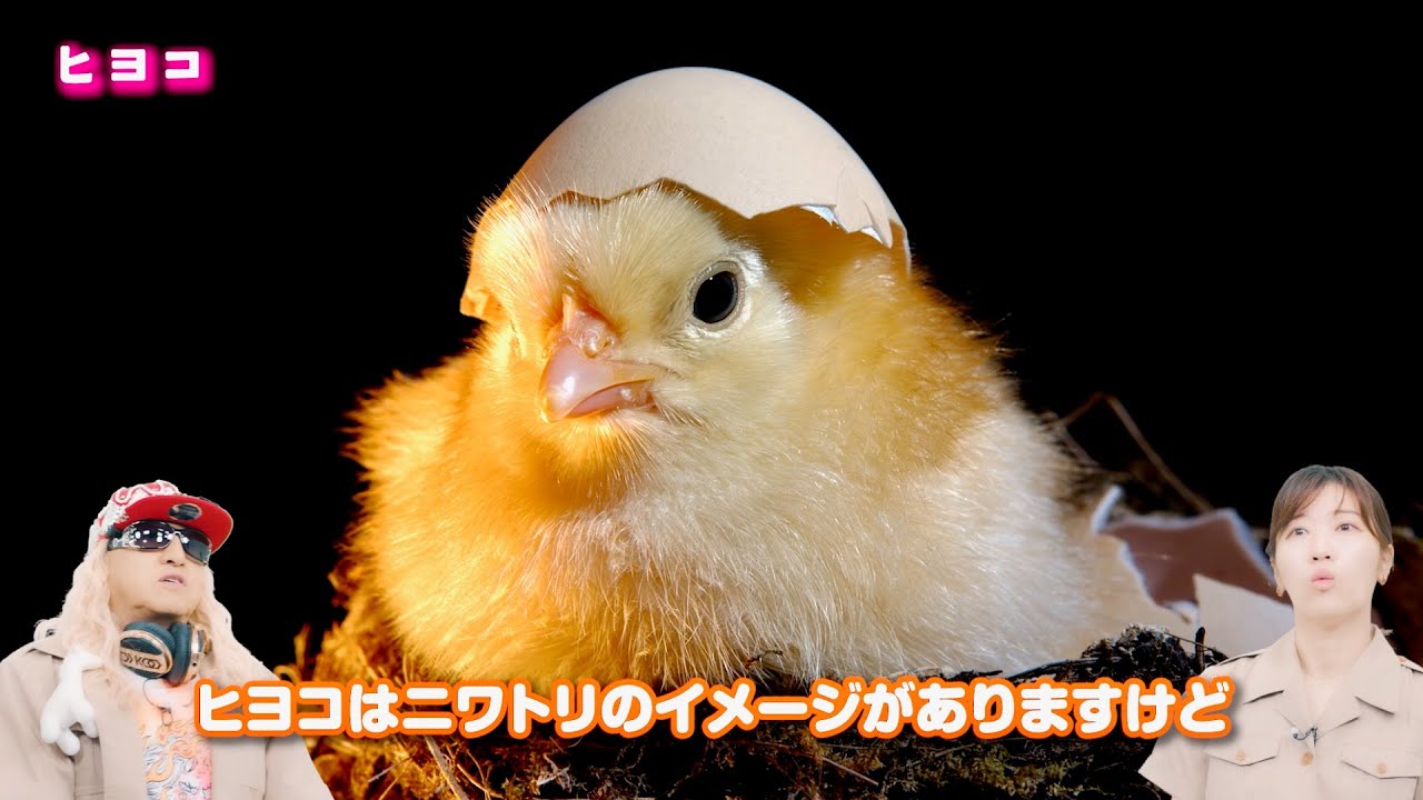 ヒコロヒー＆DJ KOOが動物雑学紹介！鳥のヒナは何でも「ヒヨコ」と呼ぶ
