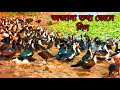 হাঁস পালনের অজানা তথ্য। Chinese duck Farming video.