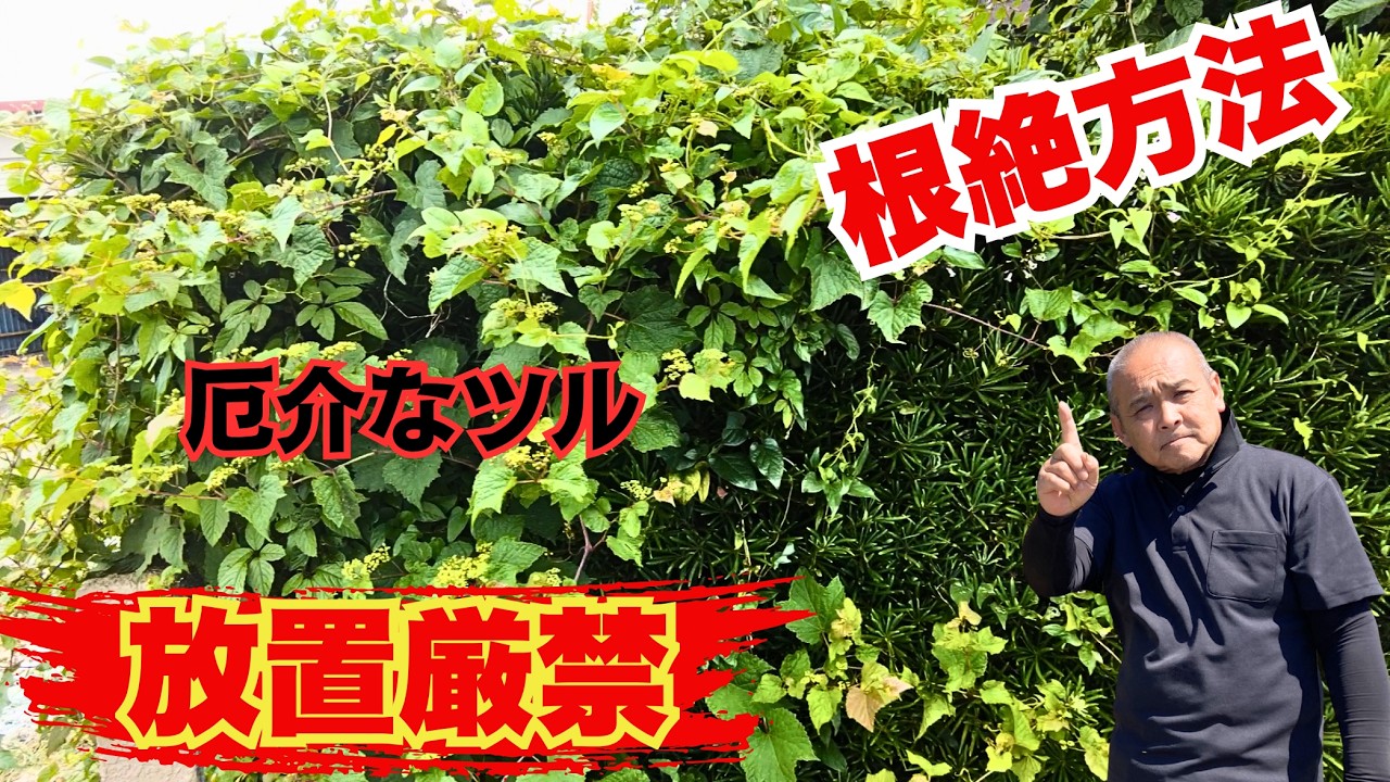 【ツル撃退】危険！放置厳禁、ヤブガラシなどツル植物撃退方法