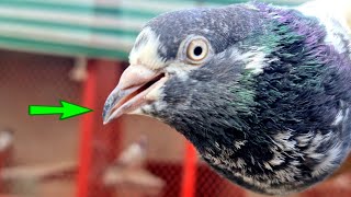 Pigeon Breathing Problem Solved | سانس اور کھانسی کا علاج