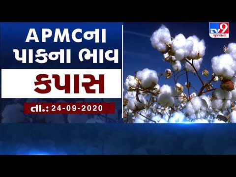 ગુજરાતની બધી જ APMCના તા.24-09-2020 દરેક પાકના ભાવ LIVE । TV9 Dhartiputra