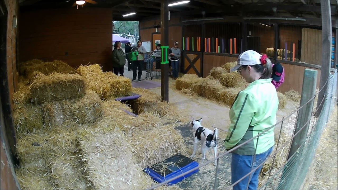 Punk G2 BH 2025-01-11