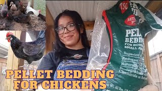 If Your Coop is SUPER MUDDY get this to fix it! Pellet Bedding For The Chicken Coop 🐔 #farm #texas