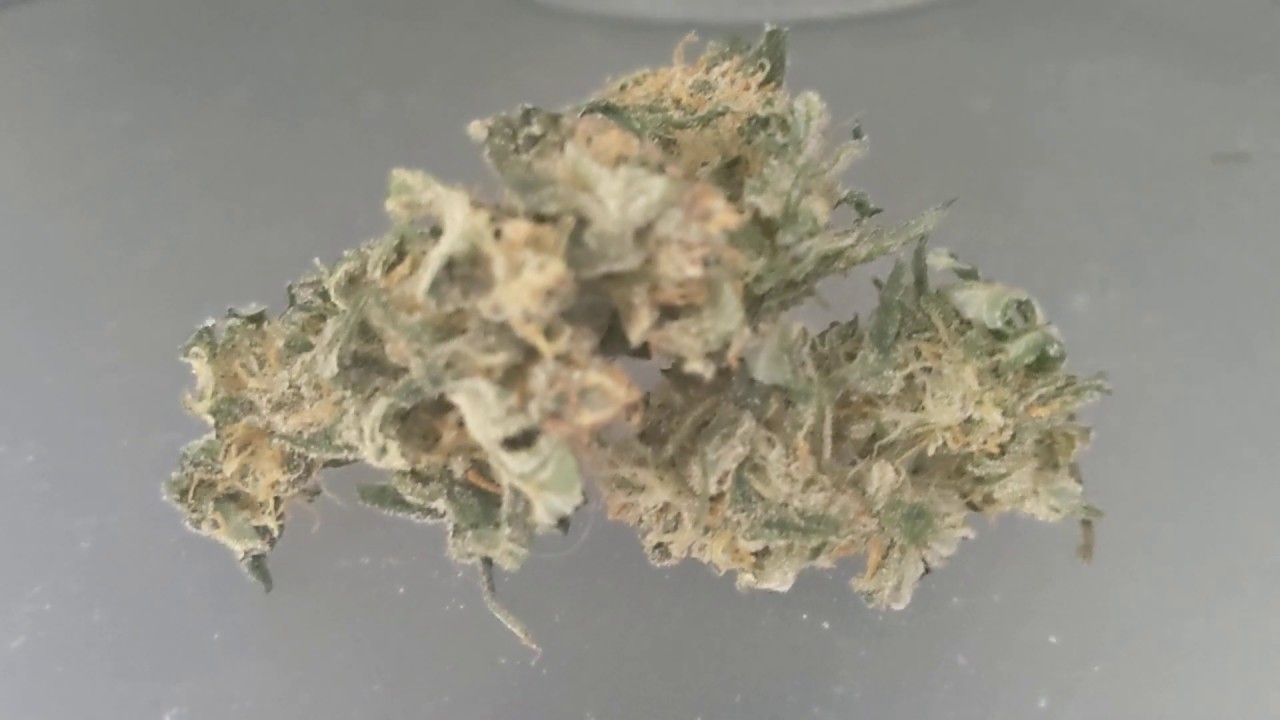 Aeroponics system cannabis harvest from last grow