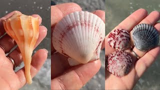 Sanibel Shelling! Hunting for sea shells in the sea shell capital of the world!