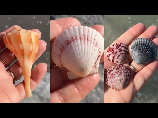 Sanibel Shelling! Hunting for sea shells in the sea shell capital of the world! class=