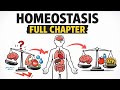Homeostasis Full Chapter (As Per Syllabus)🔥🔥🔥 | Physiology Explained Simply
