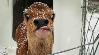 🐯 Savage Looks, Soft Hearts – Funniest wild clips! 😆🌿 #WildLife #FunnyAnimals #Cute screenshot 5