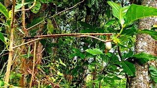 Trik pikat ampuh mikat burung prenjak merah yang paham sama polot tau kalau ada polot