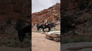 Day 1 - TS Mules Extreme Trail Clinic with Lynx