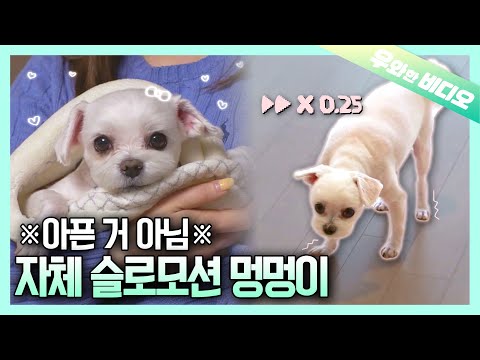 느림의 미학을 깨친 강아지┃A <strong>Dog</strong> That Learned the Beauty of Being <strong>Slow</strong>