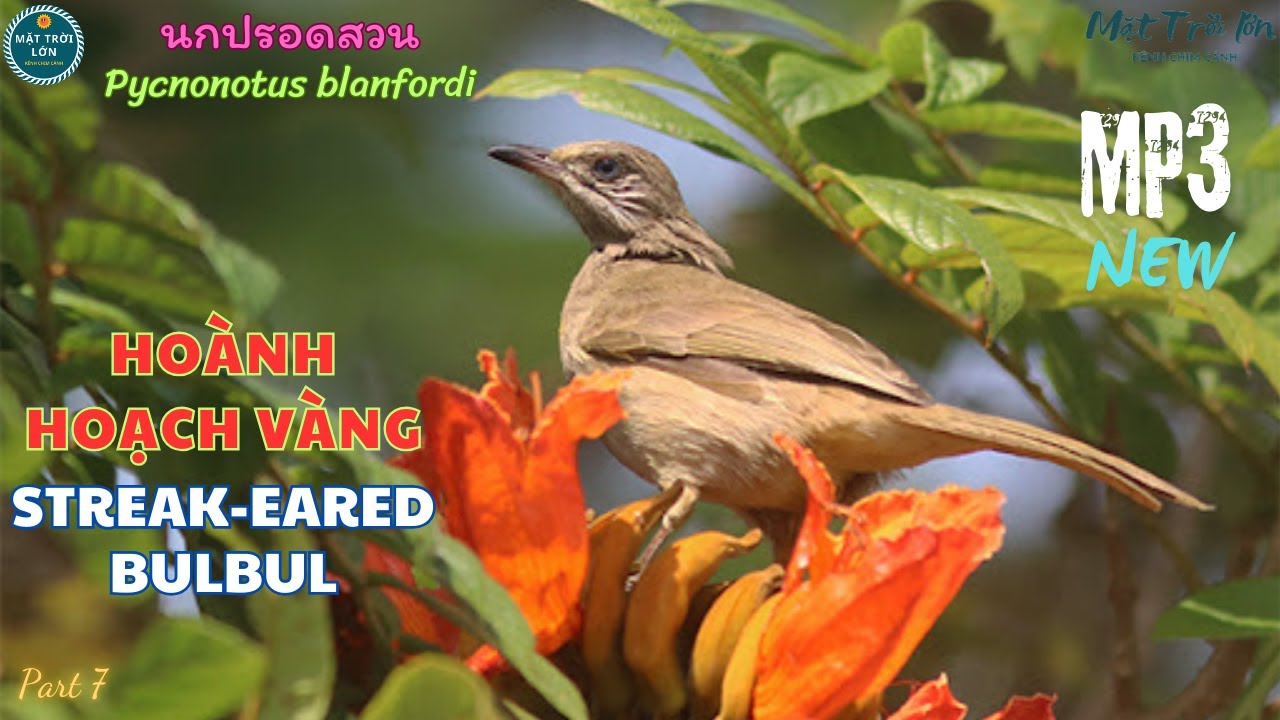 ✅Tiếng chim Hoành hoạch vàng mồi chuẩn không tạp âm | Tiếng Trao trảo | Streak-eared Bulbul (P7)