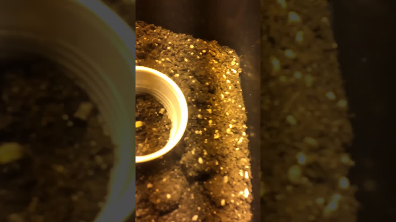 Wiet kweken! In growtent 80x80x160 250 watt