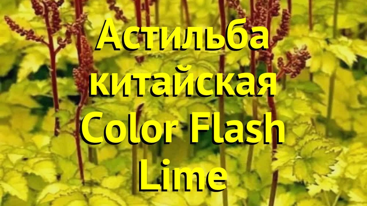 Астильба Колор Флэш описание характеристики посадка и выращивание отзывы