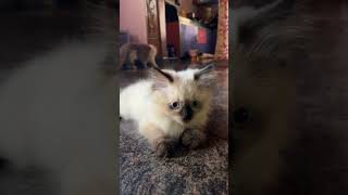 Himalayan male kitten for sale | 8919025826 #persiancat