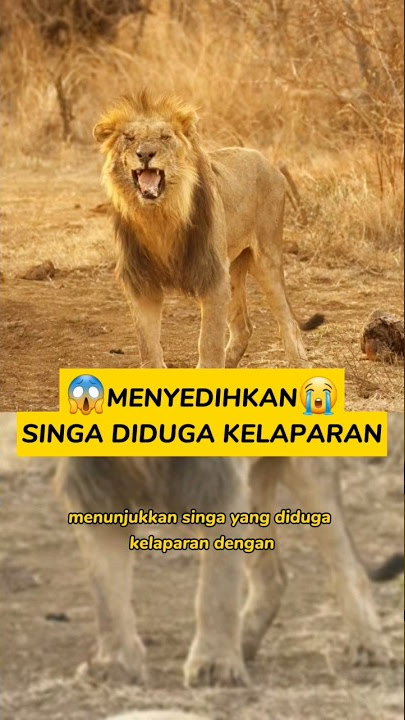 Singa Kurus Kelaparan? #singa #macan #harimau