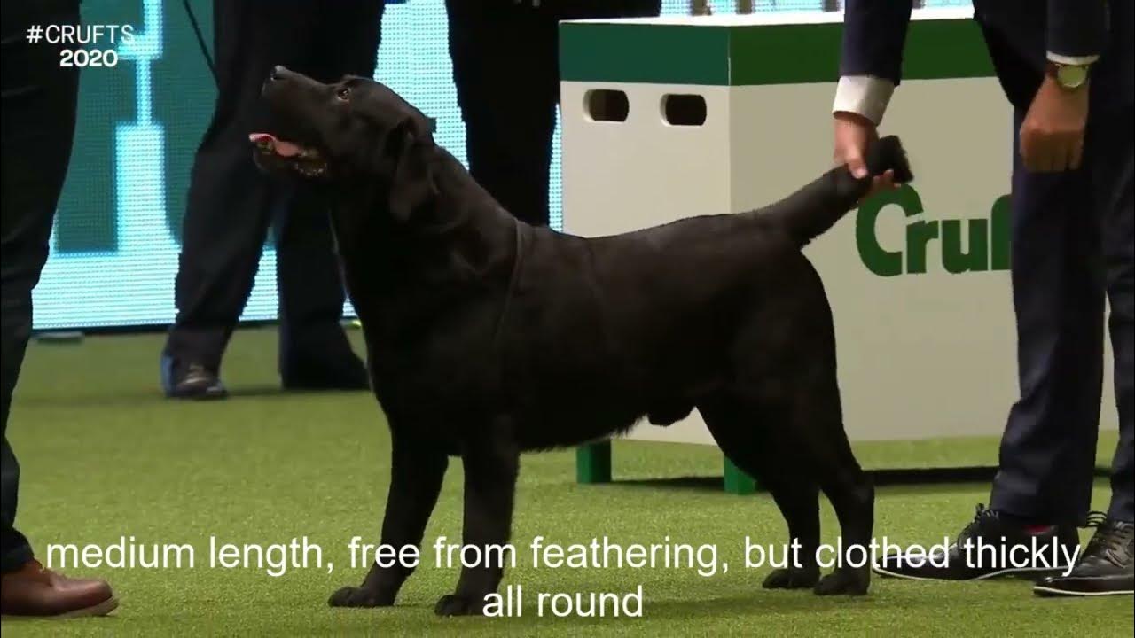 Breed StandardsRETRIEVER (LABRADOR) YouTube