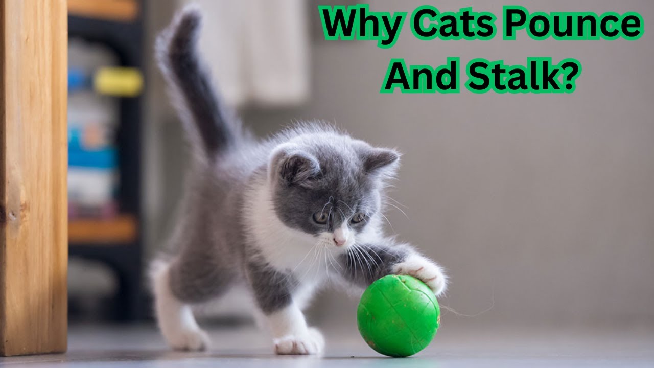 Why Cats Pounce and Stalk?