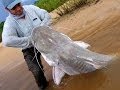 Pescaria de Piraiba Gigante - 2,01m - Laulau Fishing #1
