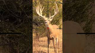 Deer Shooting | Sparare al cervo | Hirsche schießen