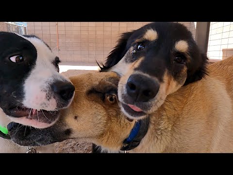 Dog TV Daycare #3