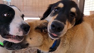 Dog TV Daycare