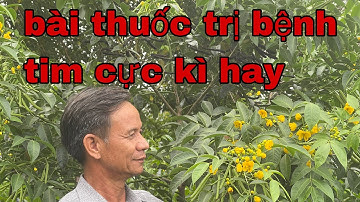 cây ô môi khắc tinh của bệnh tim - đặc trị các bệnh về tim mạch cực kì hiệu quả