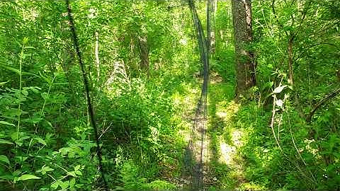 ~45 minute timelapse of a mist net