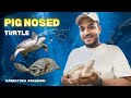 Pig-Nosed Turtle 🐢✨ | Fly River Turtle Facts, Habitat &amp; Behavior Explained | Karnataka Aquarium