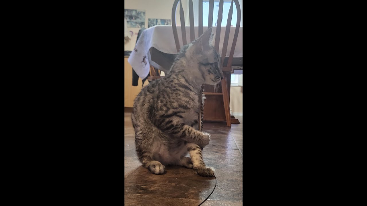 Tiger doing Tiger things.