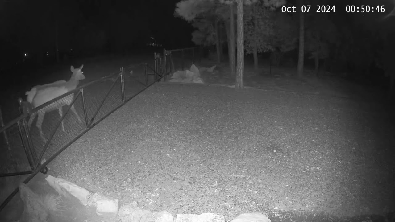 Cow elk at back gate