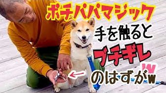犬の爪切り Youtube