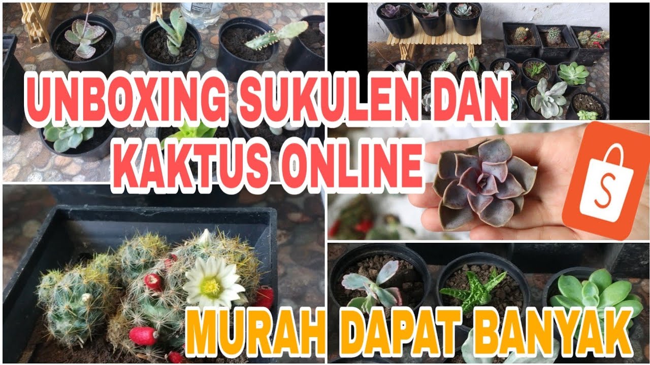 UNBOXING TANAMAN SUKULEN DAN KAKTUS ONLINE |60RIBU DAPAT BANYAK 🌵