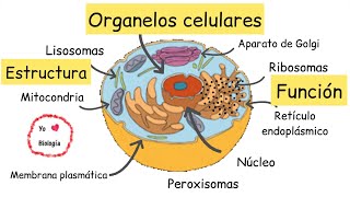 Organelos celulares (estructura y función) - @BiologíayEcología #Clasesdebiología