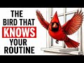 The Bird That Knows Your Routine (And Waits For You Every Morning)