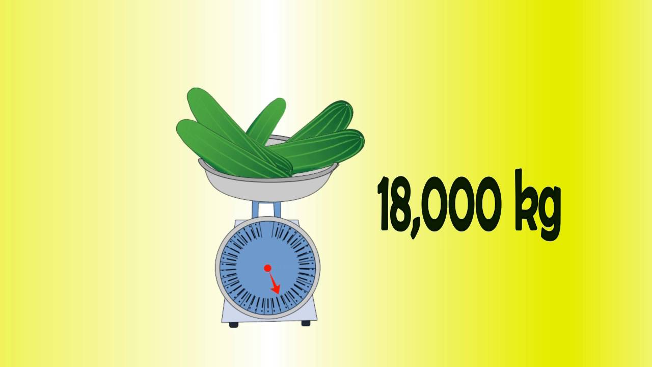 NEGOSYO CENTER cucumber