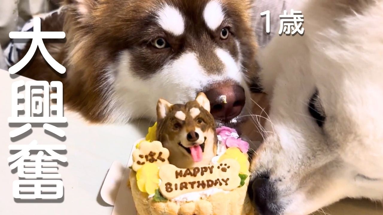 The Alaskan Malamute was too cute in his excitement over his first
