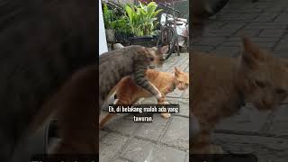 Kichi Dan Kawankawan  kontencom kontencomxsuli kichi cat cute