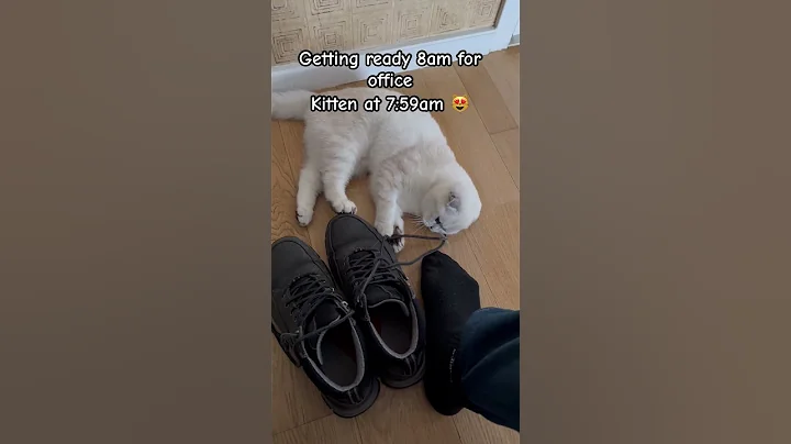 Watch the video about Kitten at 7