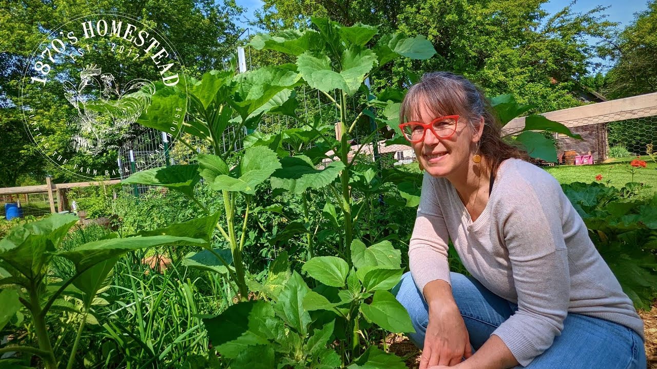 Food Just WANTS To GROW | an Evening Homestead VLOG