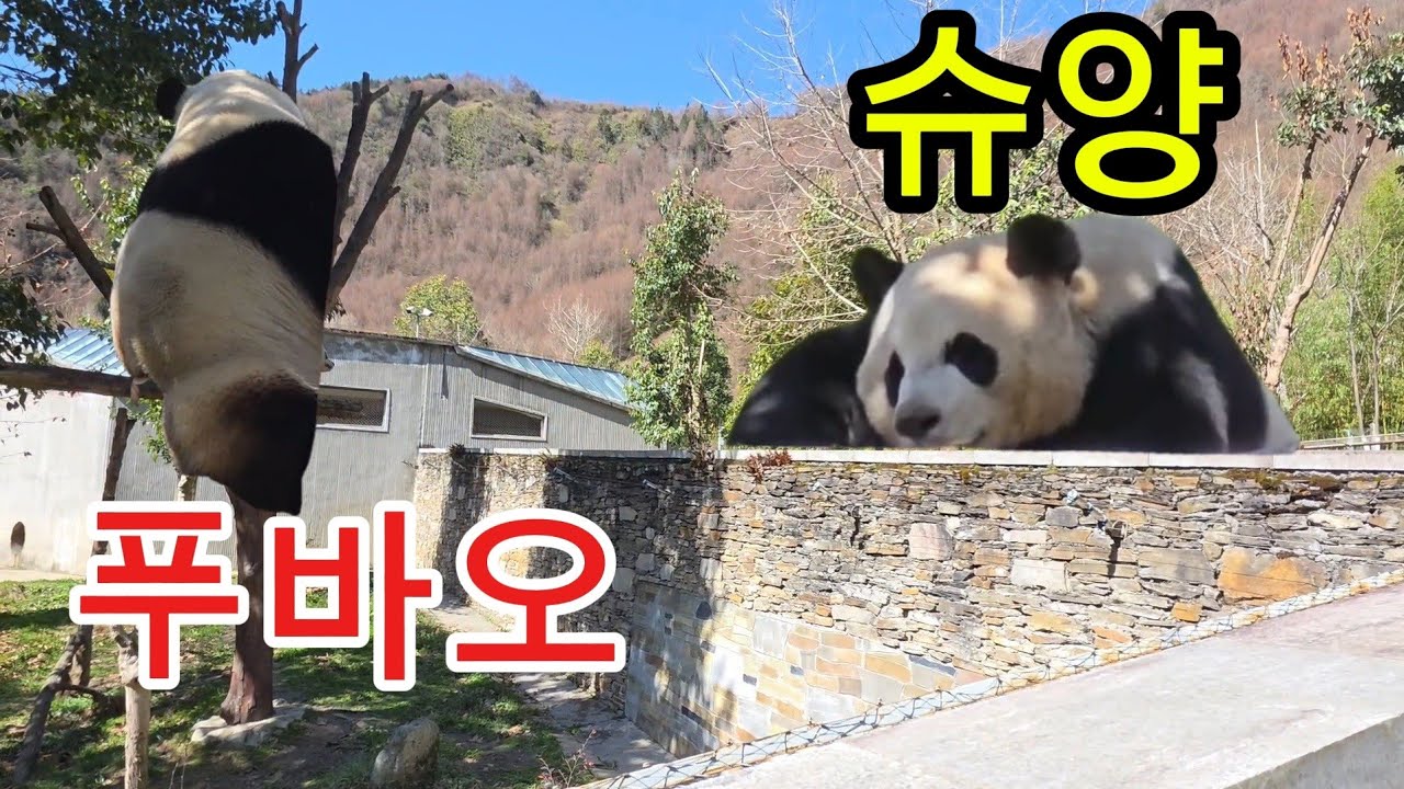 26.3.4   푸바오실시간 코앞에 푸랑 슈양투샷이 🤩까칠한 푸야와 한결같은 슈양 #푸바오 #푸바오실시간 #푸바오근황