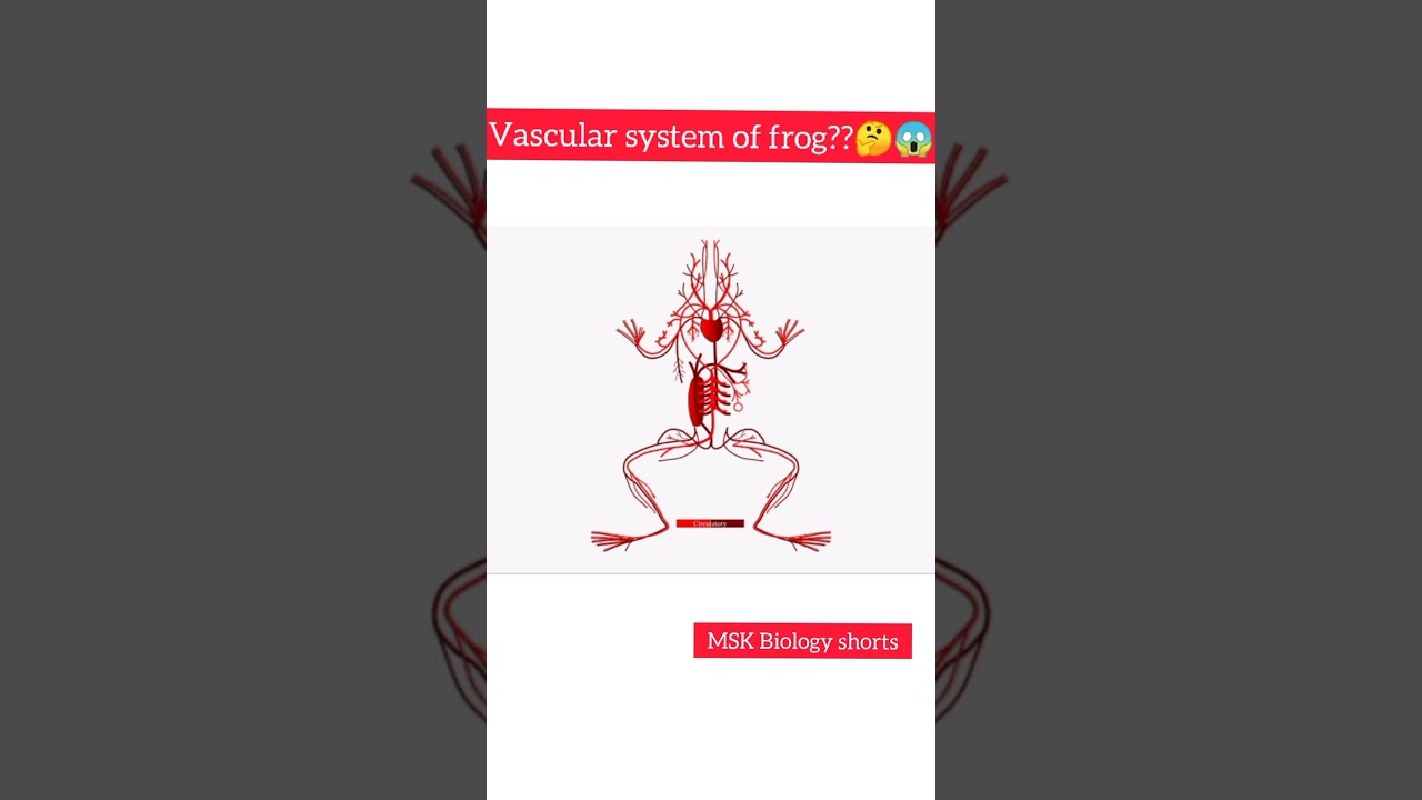 vascular system of frog 🐸
