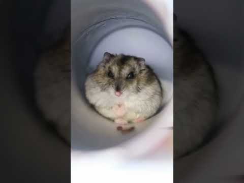 Hamster Facts: How