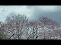🌸 Mystic cherry blossoms 