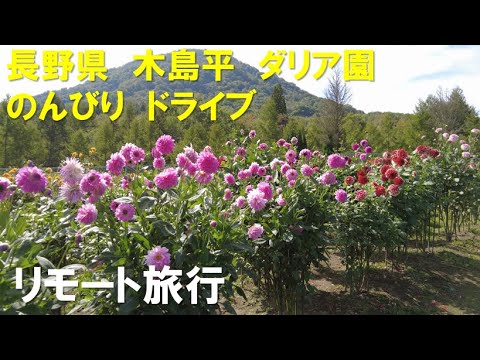 長野県 木島平 ダリア園 のんびりドライブ Youtube 長野県 木島平 ダリア園 のんびりドライブ Youtube